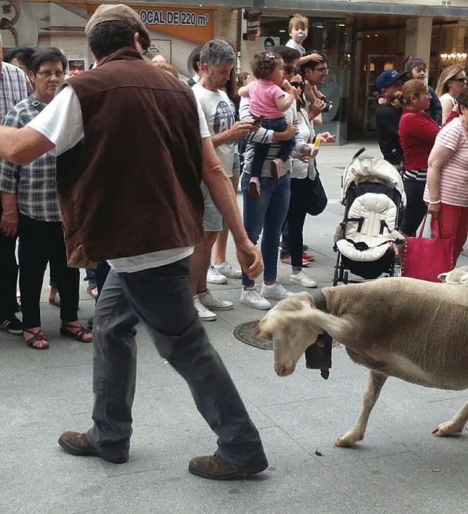 Imagen del paso del ganado por la capital./SN