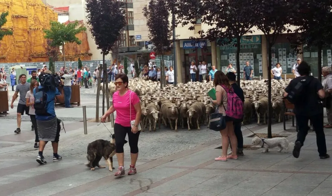 Imagen del paso del ganado por la capital./SN