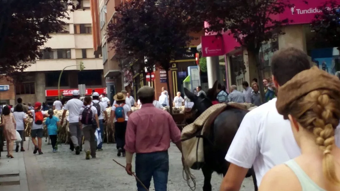 Imagen del paso del ganado por la capital./SN