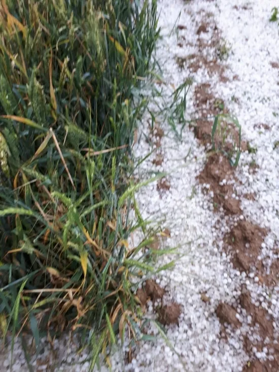 El granizo ha caído con fuerza en Espeja de San Marcelino.