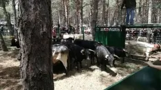Foto 26 - As&iacute; ha sido la hist&oacute;rica Saca de 2017