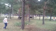 Foto 24 - As&iacute; ha sido la hist&oacute;rica Saca de 2017