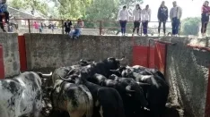 Foto 70 - As&iacute; ha sido la hist&oacute;rica Saca de 2017