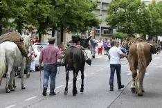 Imagen del paso del ganado por la capital./SN