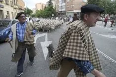 Imagen del paso del ganado por la capital./SN