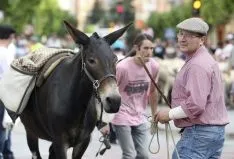 Imagen del paso del ganado por la capital./SN