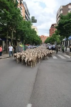 Una imangen de las merinas este viernes. /SN