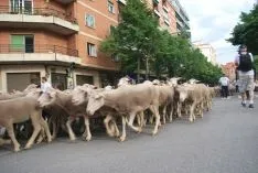 Una imangen de las merinas este viernes. /SN
