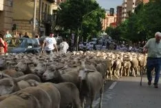Una imangen de las merinas este viernes. /SN