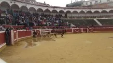 Los astados en La Chata. SN
