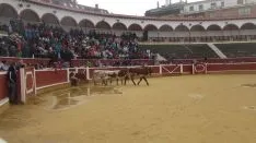 Los astados en La Chata. SN