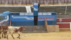 Los astados en La Chata. SN