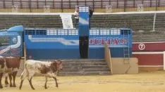 Los astados en La Chata. SN