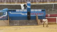 Los astados en La Chata. SN