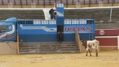 Los astados en La Chata. SN