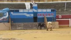 Los astados en La Chata. SN