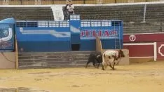 Los astados en La Chata. SN