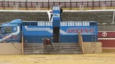 Los astados en La Chata. SN