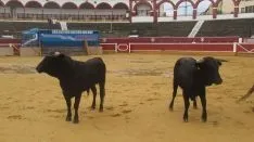 Los astados en La Chata. SN