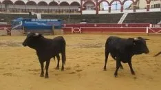 Los astados en La Chata. SN