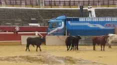 Los astados en La Chata. SN