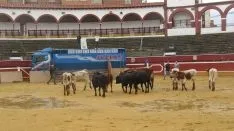 Los astados en La Chata. SN