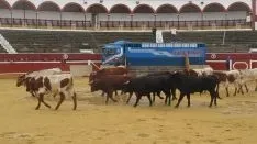 Los astados en La Chata. SN