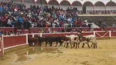 Los astados en La Chata. SN