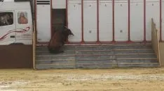 Los astados en La Chata. SN