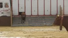 Los astados en La Chata. SN