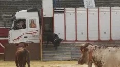 Los astados en La Chata. SN