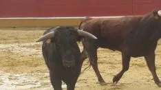 Los astados en La Chata. SN