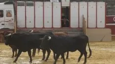 Los astados en La Chata. SN