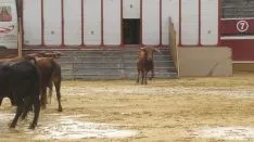 Los astados en La Chata. SN