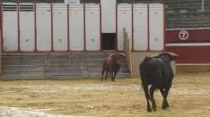 Los astados en La Chata. SN