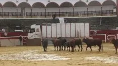 Los astados en La Chata. SN
