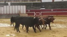 Los astados en La Chata. SN