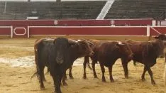 Los astados en La Chata. SN