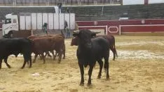 Los astados en La Chata. SN