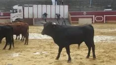 Los astados en La Chata. SN