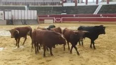 Los astados en La Chata. SN