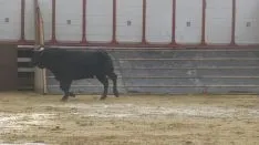Los astados en La Chata. SN