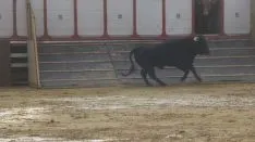 Los astados en La Chata. SN