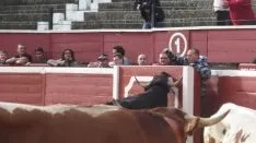 Los astados en La Chata. SN