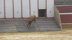 Los astados en La Chata. SN