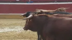 Los astados en La Chata. SN