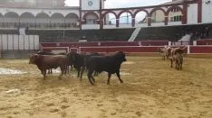 Los astados en La Chata. SN