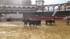 Los astados en La Chata. SN