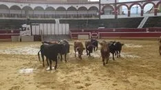 Los astados en La Chata. SN