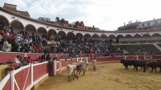 Los astados en La Chata. SN